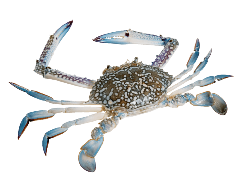 blue swimmer crab transparent